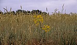 Jakobsweg (Camino Francés): Fenchel (Foeniculum vulgare) - Castilla y León