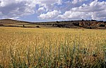 Jakobsweg (Camino Francés): Weizenfelder - Castilla y León