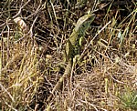 Jakobsweg (Camino Francés): Smaragdeidechse (Lacerta) - Castilla y León