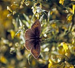 Jakobsweg (Camino Francés): Großes Ochsenauge (Maniola jurtinia) - Castilla y León