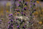 Jakobsweg (Camino Francés): Maragatería – Gewöhnlicher Natternkopf (Echium vulgare) - Castilla y León