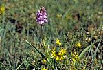 Jakobsweg (Camino Francés): Knabenkraut (Dactylorhiza) - Castilla y León
