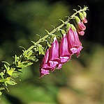 Jakobsweg (Camino Francés): Camino duro - Roter Fingerhut (Digitalis purpurea) - Castilla y León