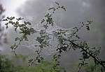 Jakobsweg (Camino Francés): Mit Tautropfen benetztes Spinnennetz - Galicia