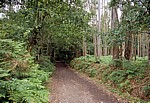Jakobsweg (Camino Francés): Eukalyptuswald - Galicia