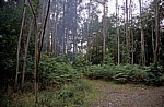 Jakobsweg (Camino Francés): Eukalyptuswald - Galicia