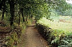 Jakobsweg (Camino a Fisterra): Auf dem Weg von Negreira nach Camiño Real - Galicia