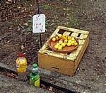 Jakobsweg (Camino a Fisterra): Auf dem Weg von Negreira nach Camiño Real – Aprikosen für die Pilger - Galicia