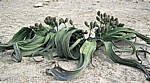 Welwitschia Drive: Welwitschia (Welvitischa mirabilis, ?) - Blütenstände - Namib