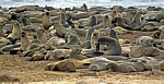 Südafrikanische Seebären (Arctocephalus pusillus) - Cape Cross