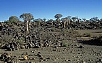 Köcherbaumwald: Köcherbäume (Aloe dichotoma) - Karas