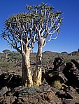 Köcherbaumwald: Köcherbäume (Aloe dichotoma) - Karas