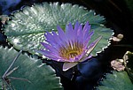 Seerose (Nymphaeaceae) mit violetter Blüte  - Kruger National Park