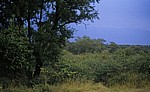 Savanne - Kruger National Park