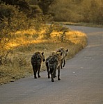 Tüpfelhyänen (Crocuta crocuta) auf der Straße - Kruger National Park
