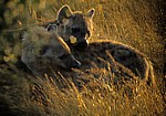 Tüpfelhyänen (Crocuta crocuta) - Kruger National Park