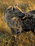 Tüpfelhyäne (Crocuta crocuta) - Kruger National Park
