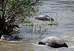 Sabie River: Flußpferd (Hippopotamus amphibius)  - Kruger National Park