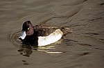 Reiherente (Aythya fuligula) - Bakewell