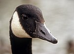 Kanadagans (Branta canadensis): Kopf - Bakewell