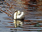 River Soar: Höckerschwan (Cygnus olor) - Leicester