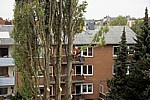 Baumfäller bei der Arbeit von Fällen von Pyramidenpappeln (Säulenpappel / Spitzpappel / Italienische Pappel, Populus nig - Osnabrück
