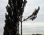 Baumfäller bei der Arbeit von Fällen von Pyramidenpappeln (Säulenpappel / Spitzpappel / Italienische Pappel, Populus nig - Osnabrück