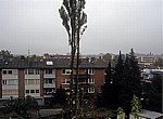 Baumfäller bei der Arbeit von Fällen von Pyramidenpappeln (Säulenpappel / Spitzpappel / Italienische Pappel, Populus nig - Osnabrück