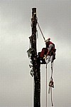 Baumfäller bei der Arbeit von Fällen von Pyramidenpappeln (Säulenpappel / Spitzpappel / Italienische Pappel, Populus nig - Osnabrück