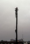 Baumfäller bei der Arbeit von Fällen von Pyramidenpappeln (Säulenpappel / Spitzpappel / Italienische Pappel, Populus nig - Osnabrück