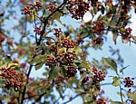 Österreichische Mehlbeere (Sorbus austriaca) - Frankfurt/Main