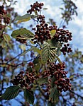 Österreichische Mehlbeere (Sorbus austriaca) - Frankfurt/Main