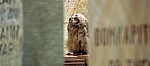 Domherrenfriedhof: Junger Uhu (Bubo bubo) - Osnabrück