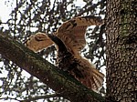 Uhu (Bubo bubo) bei Dehnübungen in einem Baum - Osnabrück