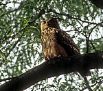 Uhu (Bubo bubo) in einem Baum - Osnabrück