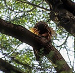 Uhu (Bubo bubo) in einem Baum - Osnabrück
