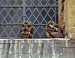Dom St. Peter: Junge Uhus (Bubo bubo) in einem Fenster - Osnabrück