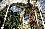 Sefton Park: Palm House (Palmenhaus) - Innenansicht - Liverpool