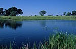Wasserfläche mit Seerosen (Nymphaea caerulea)  - Okavango-Delta