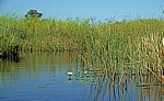 Wasserführender Kanal mit Seerosen (Nymphaea caerulea) und Papyrus (Cyperus papyrus) - Okavango-Delta