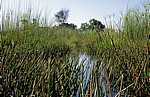 Wasserführender Kanal mit Papyrus (Cyperus papyrus) an den Seiten - Okavango-Delta