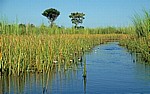 Vegetation im Delta: u. a. ein wasserführender Kanal mit Seerosen (Nymphaea caerulea) - Okavango-Delta