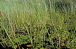 Seerosen (Nymphaea caerulea) - Okavango-Delta