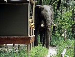 Kwara Camp: Afrikanischer Elefant (Loxodonta africana)  - Okavango-Delta
