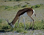 Springböcke (Antidorcas marsupialis) - Etosha Nationalpark