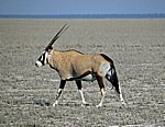 Spießbock (Oryx gazella) - Etosha Nationalpark