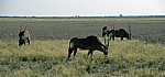 Spießböcke (Oryx gazella) - Etosha Nationalpark