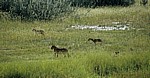 Löwenjunge (Panthera leo) - Etosha Nationalpark