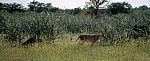 Löwen (Panthera leo) - Etosha Nationalpark
