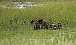 Löwin (Panthera leo) mit Jungen - Etosha Nationalpark